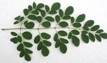 Moringa